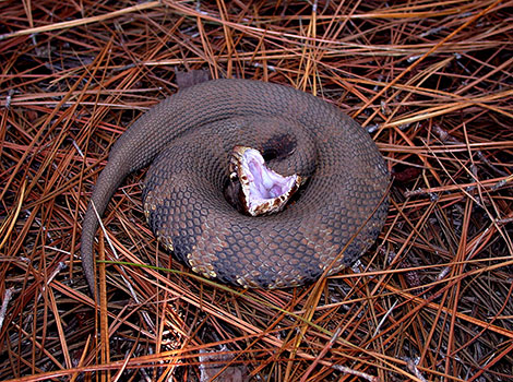 Cottonmouth coiling up to wait for prey