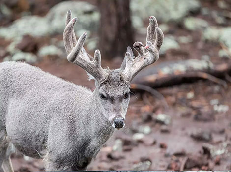 Coues Deer with a thick, coarse black coat