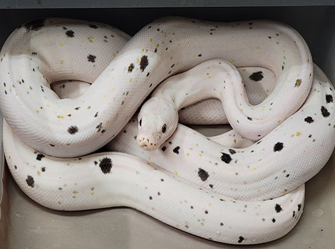 Cow Reticulated Python with albinism