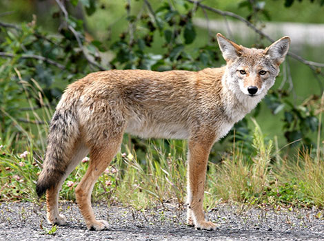 coyote hunting strategy and nocturnal behavior
