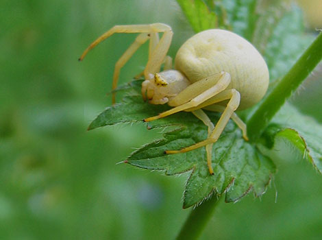 Crab Spider has a white body that swells into a round shape.