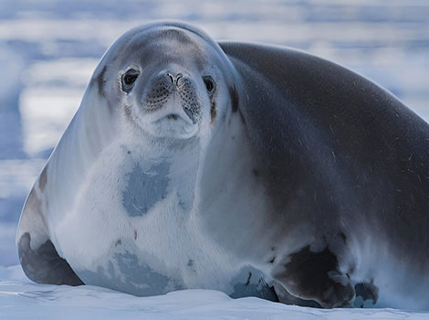 Crabeater Seal standing along the California coast