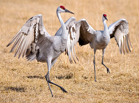 Crane is running across dry grass fields.