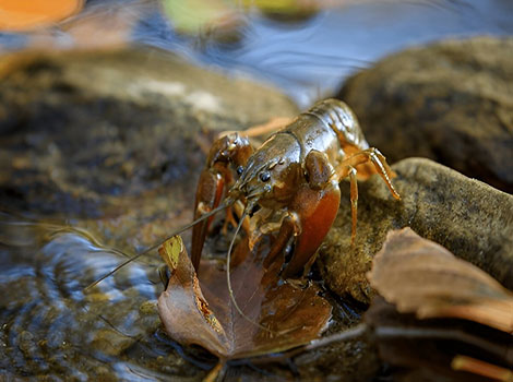 Crayfish can live both above and below the water surface.