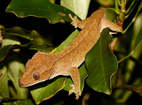 Crested Gecko is foraging on tree branches in the tropical forests of New Caledonia.