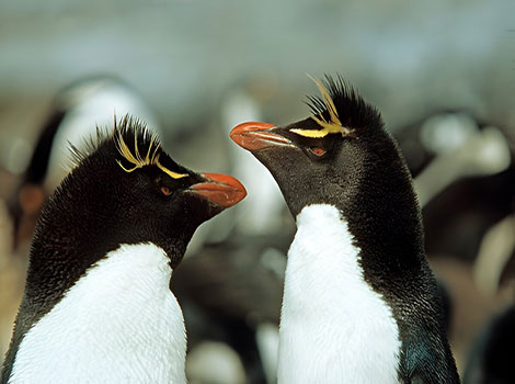 Crested Penguin has a strange head with scruffy fur.