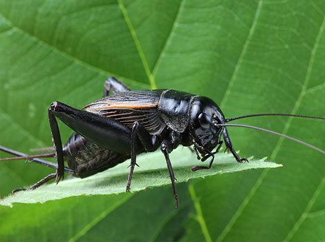 Cricket consume plant matter