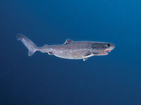 Crocodile Shark is a large fish that can weigh up to 8kg.