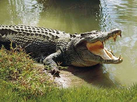 Crocodile can weigh as much as 2200 pounds