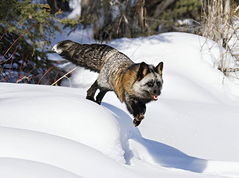 Cross Fox running through icy, snowy weather