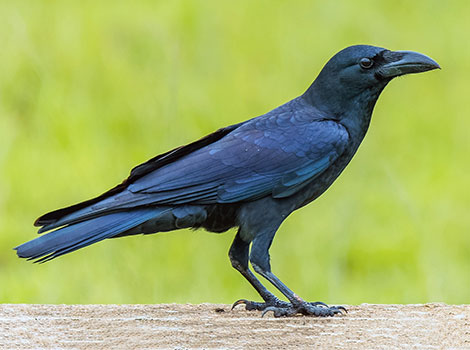 Crow With a long black beak.