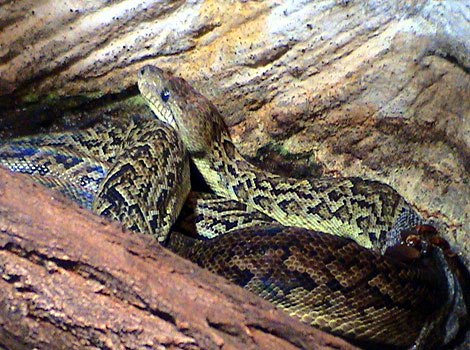 Cuban Boa is slithering among the rocky cliffs.