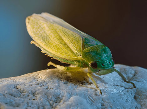 Cuban Cockroach has impressive green wings.