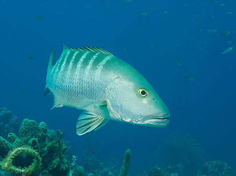 Cubera Snapper is found near coral reefs in the Atlantic Ocean.