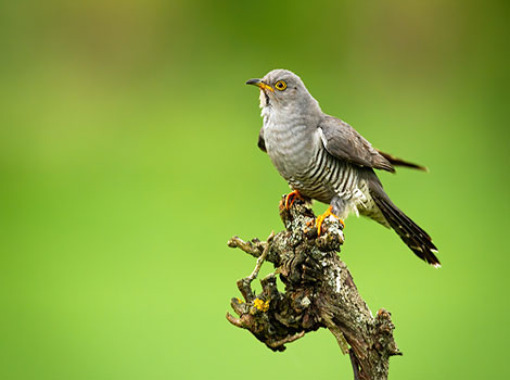Cuckoo is standing on a dry tree branch.