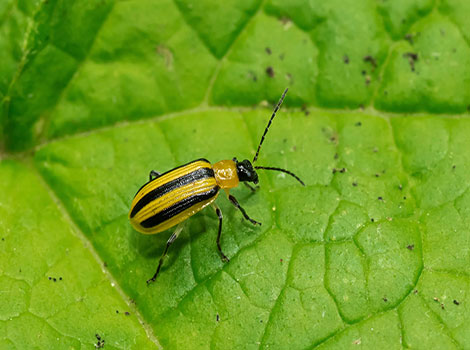 Cucumber Beetle is perched on a green leaf.