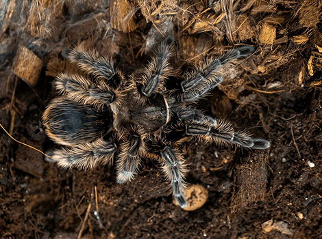 Curly Hair Tarantula is a type of spider that specializes in eating small insects.