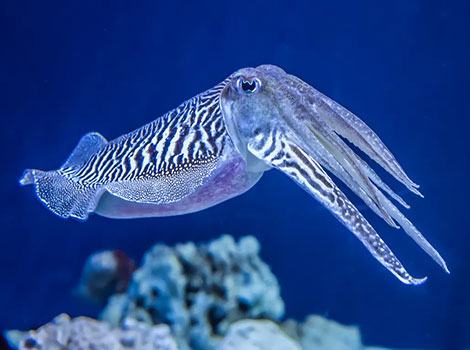 Cuttlefish With black-and-white stripes deep under the ocean.