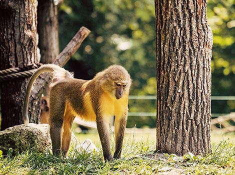 Golden-bellied mangabey and foraging behavior in Congo rainforest