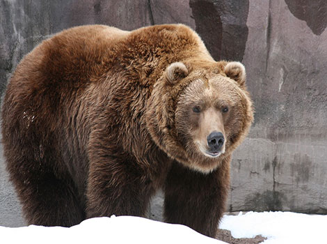 A Big Grizzly Bear with its brown fur