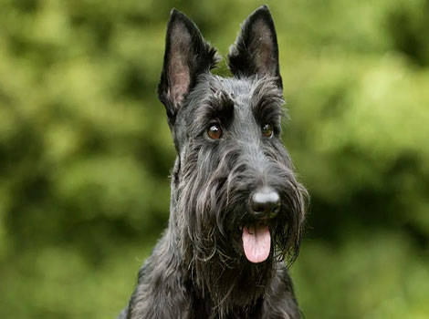 scottish terrier and small hunting dog