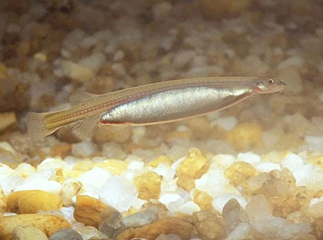 Candiru stands out with a silver belly.