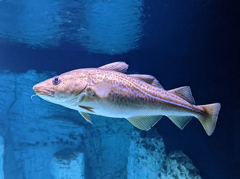 Codfish has long whiskers and is joyfully swimming.