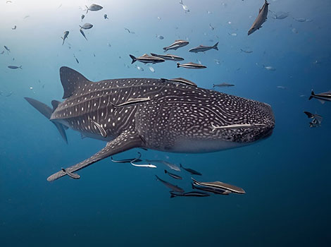 Whale shark and ocean habitat