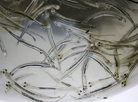 Whitebait species and migration in estuaries