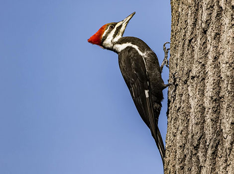 Woodpecker species and forest habitat