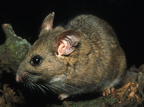 Woodrat pilfers human-made objects to build nests, often using them as structural materials.