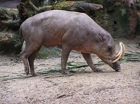 babirusa tusks and forest habitat