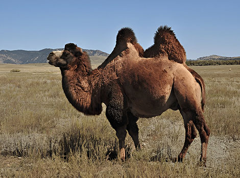 bactrian camel and desert adaptation