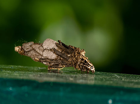 bagworm moth larvae