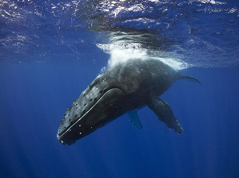 baleen whale feeding behavior and migration