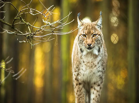 balkan lynx habitat and hunting behavior