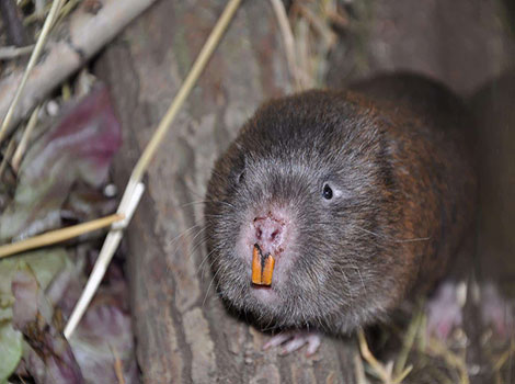 bamboo rat burrowing behavior and habitat