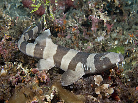 bamboo shark and Indo-Pacific coral reef