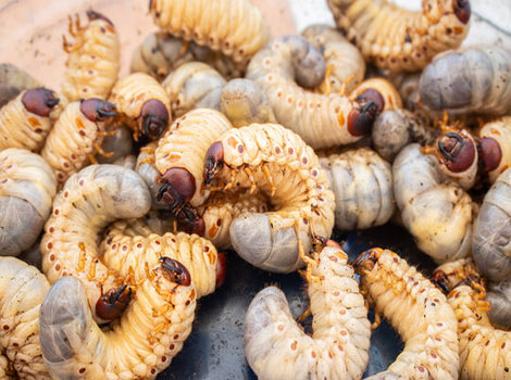 bamboo worm and edible insect larva
