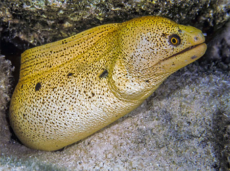 banana eel and Indo-Pacific coral reef