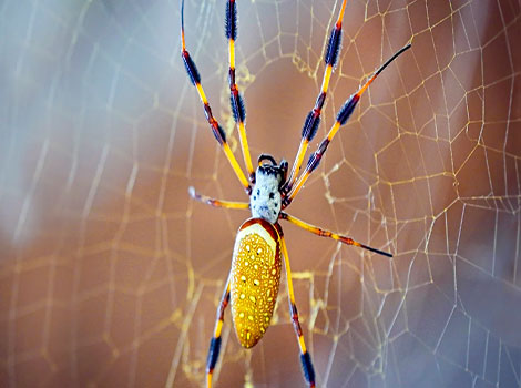 banana spider and golden silk
