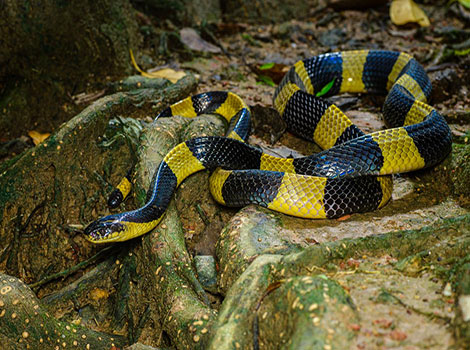 banded krait snake and venomous defense