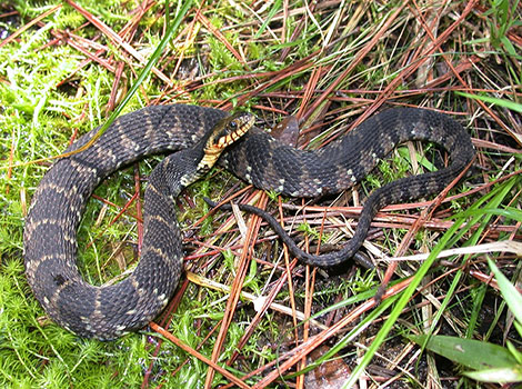 banded water snake and wetland habitat in southeastern