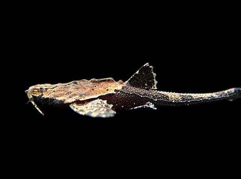 banjo catfish and South American riverbed