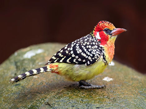 barbet bird colorful plumage and stout bill