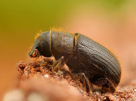 bark beetle and forest decomposition
