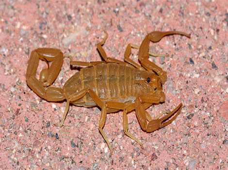bark scorpion and venomous arachnid