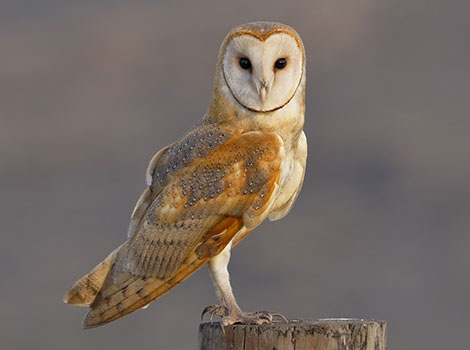 barn owl hunting at night and heart-shaped face