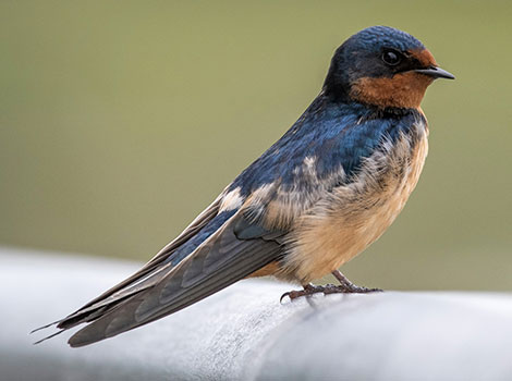 barn swallow flight