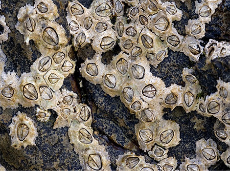 barnacle and marine crustacean colony